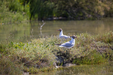 Mouettes rieuses durant la période de reproduction