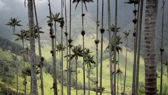 Looking down on wax palm trees and the Cocora Valley near Salento, Colombia