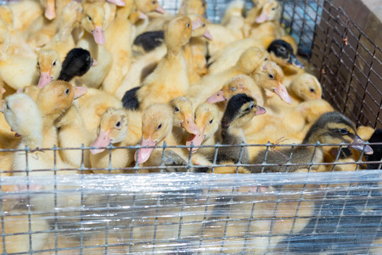 Yellow, fluffy, small ducklings in a cage on a bird market close-up.