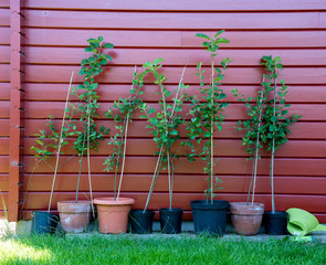 Small apple trees saplings in flower pots in front of a red wall