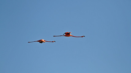 Flying Flamingos on blue Sky