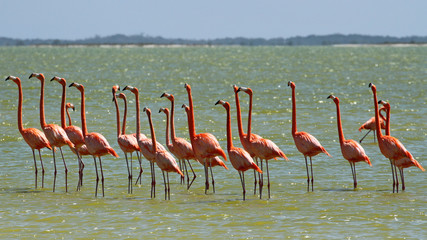 Flamingos in Yucatan Mexico
