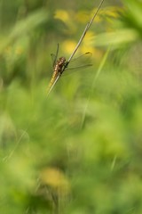 Beautiful nature scene with dragonfly Keeled skimmer (Orthetrum coerulescens). Macro shot of dragonfly on the grass. Dragonfly in the nature habitat.