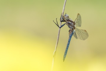 Beautiful nature scene with dragonfly Keeled skimmer (Orthetrum coerulescens). Macro shot of dragonfly on the grass. Dragonfly in the nature habitat.