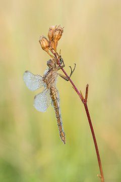 Beautiful nature scene with dragonfly Keeled skimmer (Orthetrum coerulescens). Macro shot of dragonfly on the grass. Dragonfly in the nature habitat.