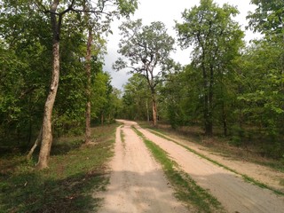 Fototapeta na wymiar Forest Pathway