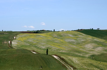Fototapeta na wymiar Typical landscape in Val d'Orcia (Tuscany, Italy) at spring. 