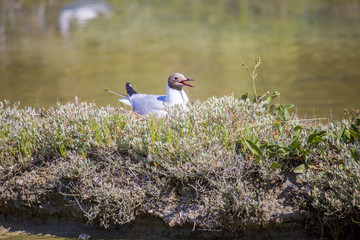 Mouettes rieuses durant la période de reproduction