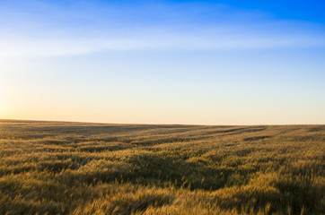 Fototapeta premium Ears of wheat in the field. backdrop of ripening ears of yellow wheat field on the sunset cloudy orange sky background. 