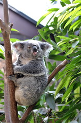 Fototapeta na wymiar Frecher Koala