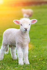 Naklejka na ściany i meble Small cute lamb gambolling in a meadow in a farm