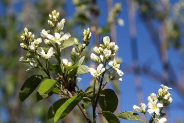 Flowers of the cherry tree in spring