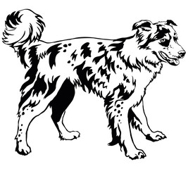 Decorative standing portrait of dog border collie, vector illustration