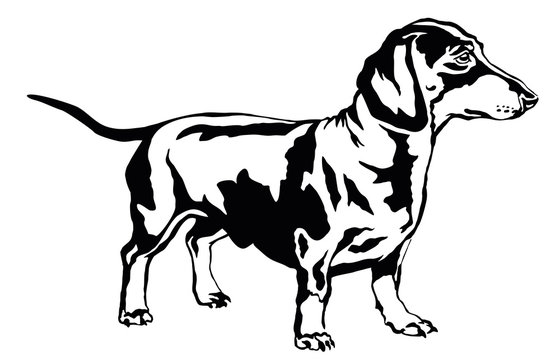 Decorative standing portrait of dog dachshund, vector illustration