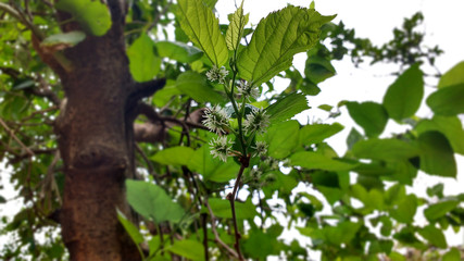 Flor de Amora