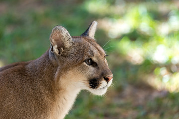 Cougar Profile