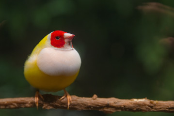 Colorful Bird