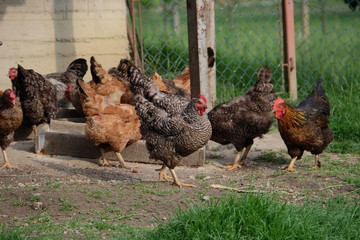 hen