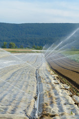 Bew&auml;sserung in der Landwirtschaft im Sommer bei Trockenheit 