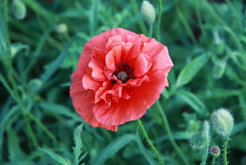 Red poppy in a garden