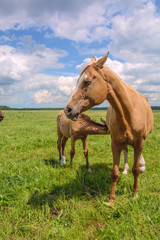 Fototapeta premium The mare is feeding the colt 