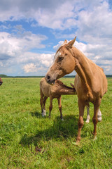 The mare is feeding the colt 