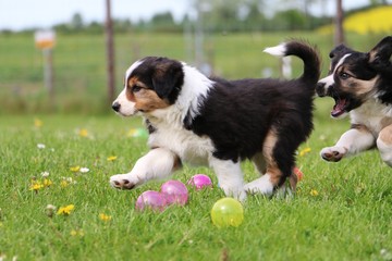 border collie welpe spielt im garten © Bianca
