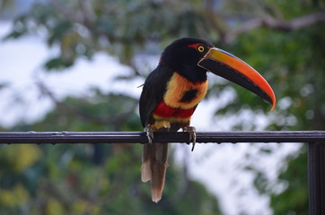 Aracari Toucan