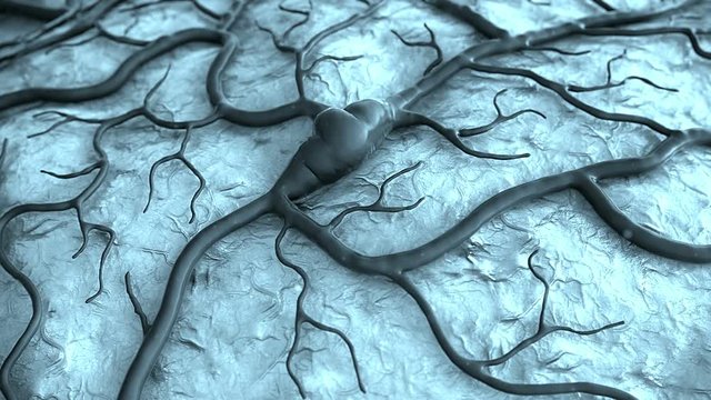 Brain Model, brain, circulatory system, disease, Capillary and stroke, animation of stroke
