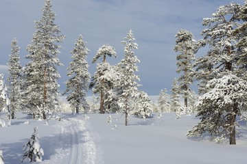 Obraz premium Ski tracks in Sweden