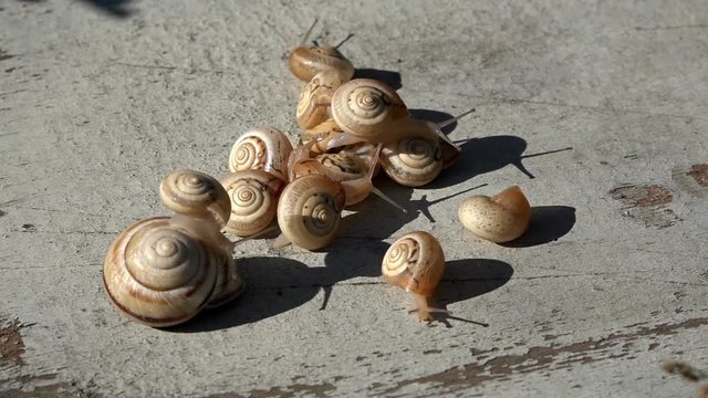 A snail is in motion.  Behind the turn, in the depths. Always at home. Search for shelter after the rain. 