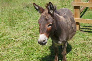 Naklejka na ściany i meble jackass donkey gray mammal enclosure field farming livestock agriculture