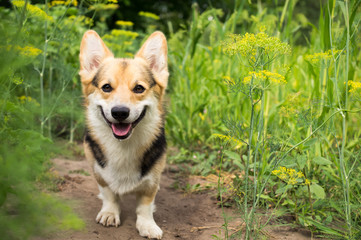 Happy and active purebred Welsh Corgi dog outdoors in the flower on a sunny summer day.