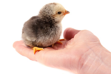 Hand holding a chicken, isolated on a white background
