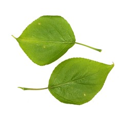 Fototapeta premium Birch leaf on a white background in various angles
