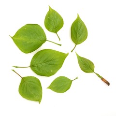 Fototapeta premium Birch leaf on a white background in various angles