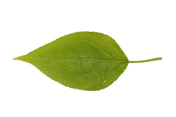 Fototapeta premium Birch leaf on a white background in various angles