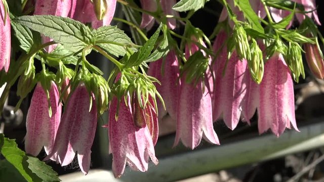 The lilac bell.Bellflower flowers are honey.The fragrance of the fragrant meadow is the bells.