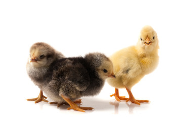 three little chicken isolated on white background