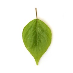 Poplar leaves on white background