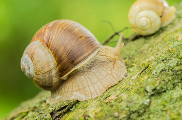 The grape snail lives in the garden and crawls along the green grass, with the right preparation is a delicious delicacy