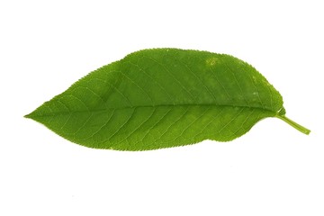 Fototapeta na wymiar Leaf of bird cherry on a white background