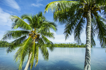 Fototapeta na wymiar palmiers sur lagon turquoise, polynésie, tahiti