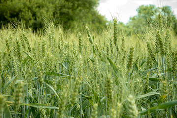 Wheat growing in a field on an early summer day