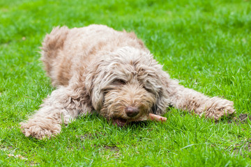 Domesticated dog eating a tasty bone out in the grass