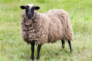 Sheep with dirty wool grazing in a meadow