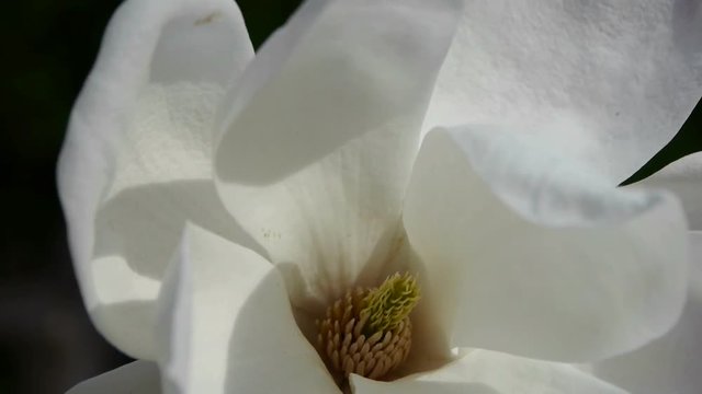 Beautiful magnolia bloom in sunshine.