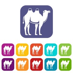 Camel icons set flat