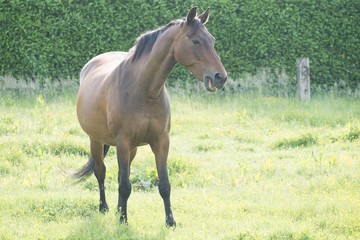 Obraz premium Horse in the open field