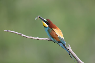 Bee eater